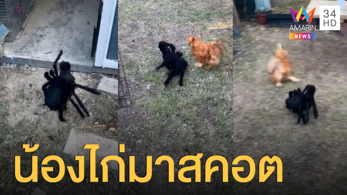 ไก่ดำแต่งตัวเป็นแมงมุม เพื่อนร่วมฝูงวิ่งหนีกระเจิง