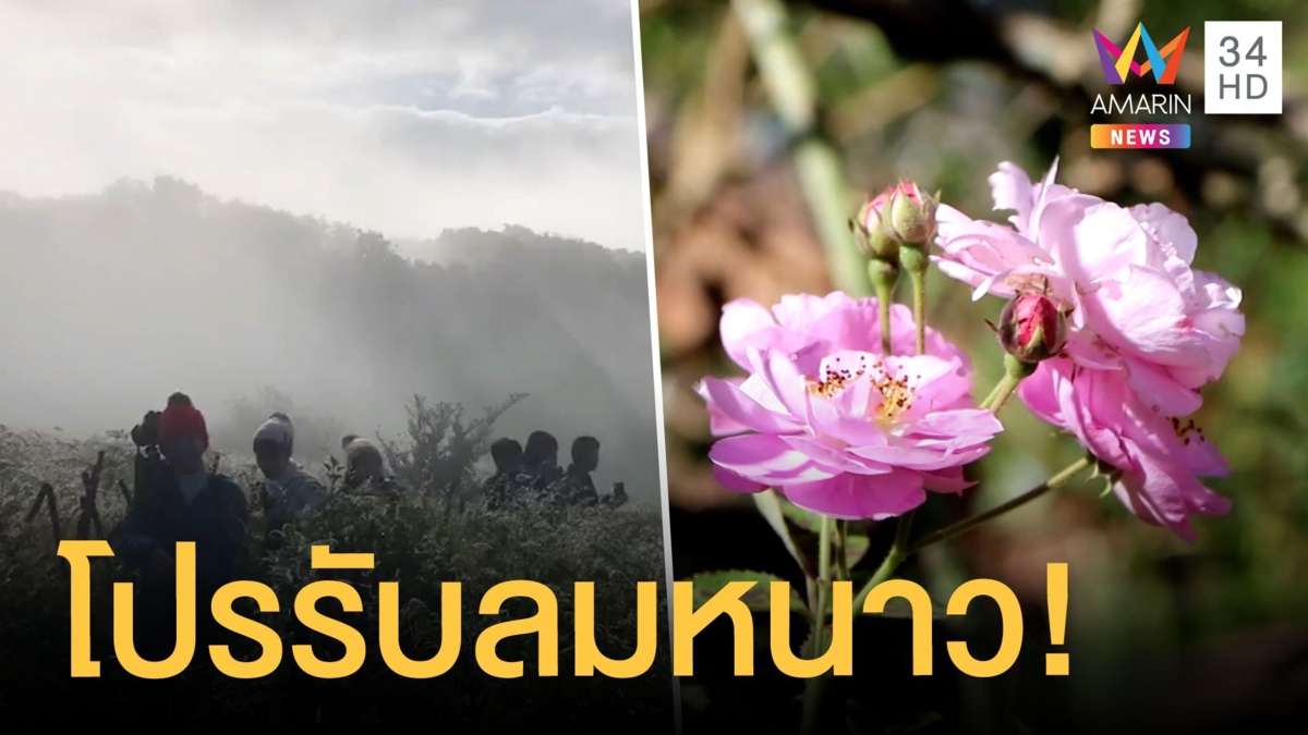 ยอดดอยอินทนนท์หนาวแล้ว 6 องศา ซากุระเมืองไทยก็ออกดอกแล้ว