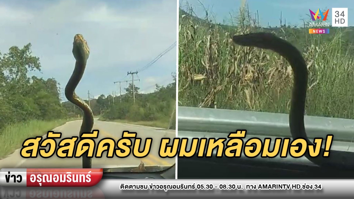 สะพรึง! สาวขับรถ เจอลูก “งูเหลือม” โผล่ทักทาย–ชาวเน็ตแห่ขอเลข