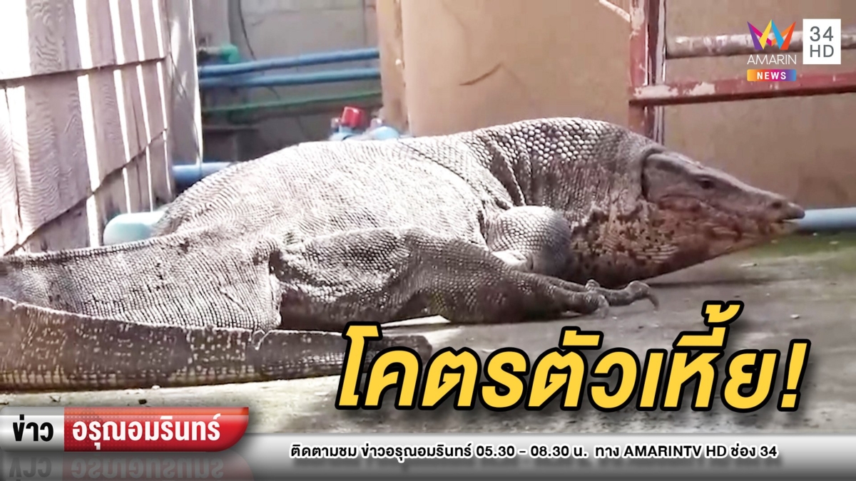 กู้ภัยยังผงะ! “ตัวเหี้ย” ร่างยักษ์โผล่รีสอร์ต ต้องขอกำลังเสริมมาจับ