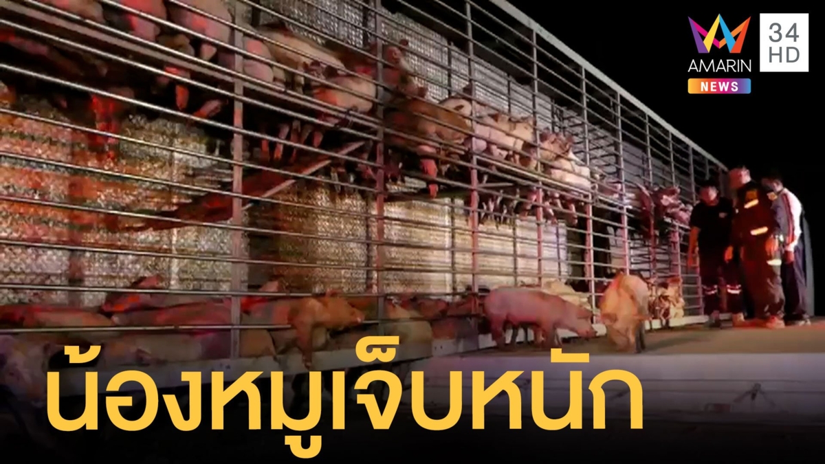 สิบล้อเบียดรถบรรทุกหมูคว่ำ หมูเจ็บเพียบ บางตัวตาย