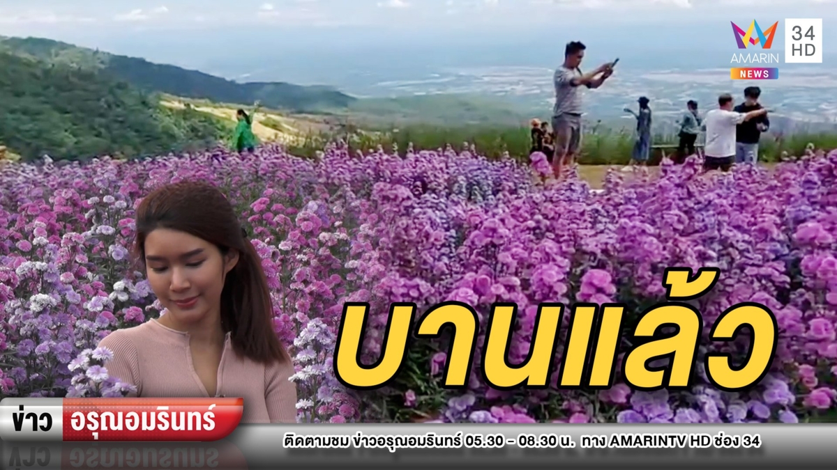 พญาเสือโคร่งออกดอกรับนักท่องเที่ยว