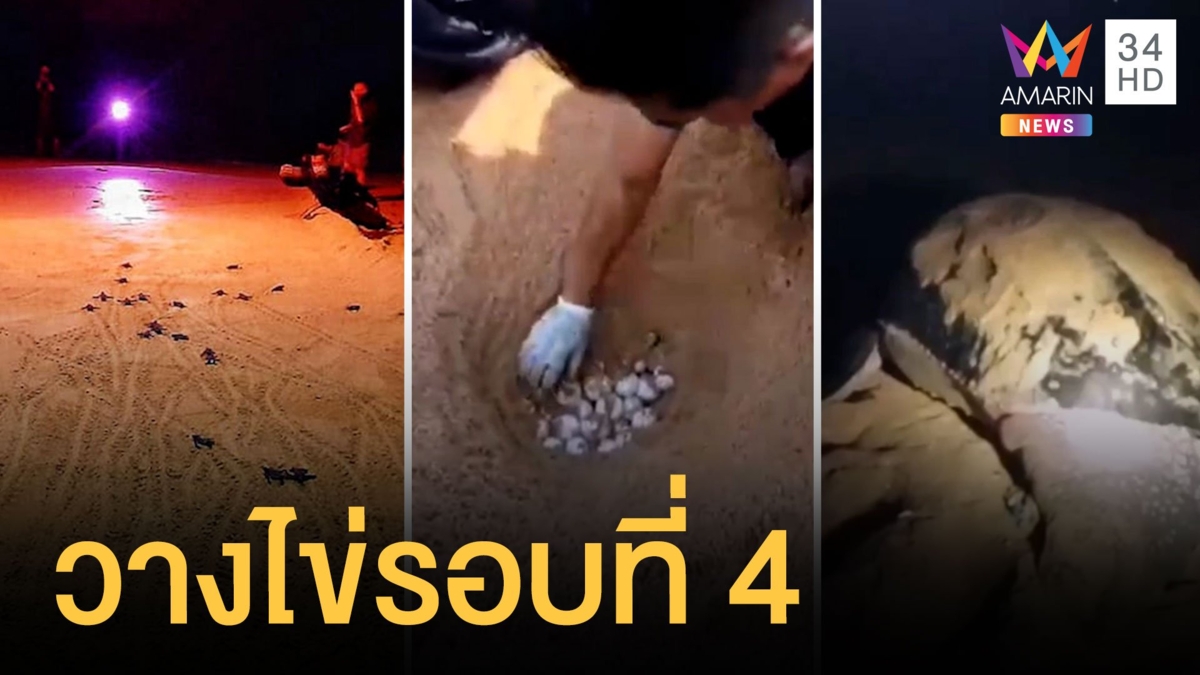 แม่เต่ามะเฟืองขึ้นมาวางไข่รอบที่ 4 ของปี ได้ไข่ 130 ฟอง