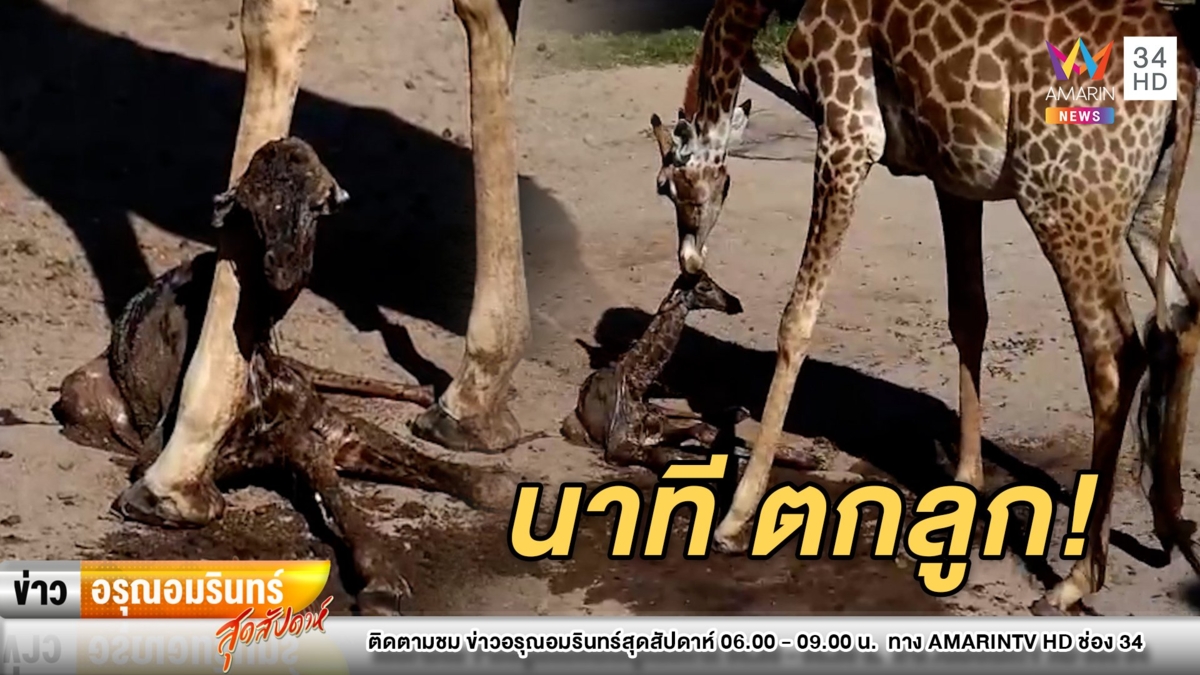 “สวนสัตว์เขาเขียว” ต้อนรับสมาชิกใหม่ “ยีราฟ” ตกลูกรับปีใหม่