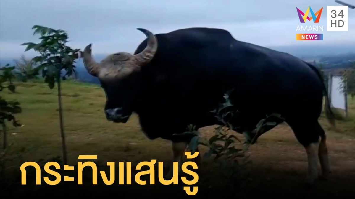 เจ้าทองดี กระทิงแสนรู้ คนสั่งให้ทำอะไรก็ทำ