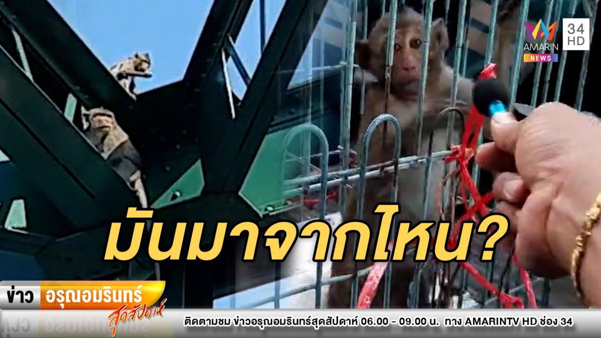 มาจากไหน? ลิง 3 ตัวหลงกรุงบุกยึดสะพานพุทธ – จนท.ช่วยจับวุ่น