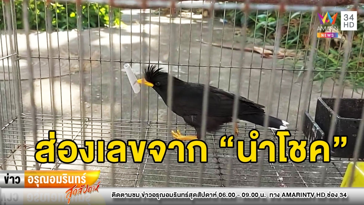 สุดปัง! “เจ้านำโชค” นกเอี้ยงแสนรู้ให้เลขเด็ด เสี่ยงทายกันถึงกรง