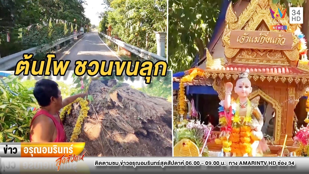 ขนลุก! เผยตำนานต้นโพธิ์กลางถนน เฮี้ยนจนต้องสร้างทางเลี่ยง