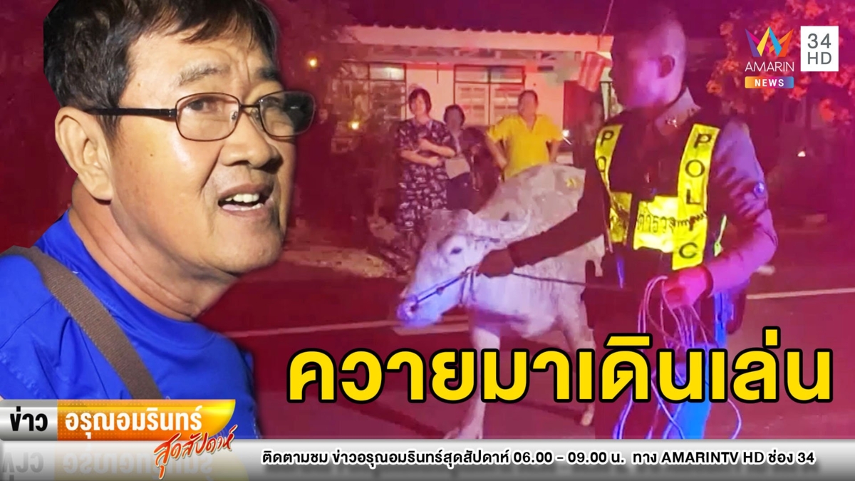 “น้องพลอย” ควายแสนรู้หนีเที่ยวเดินกลางถนน ชาวบ้านหวั่นรถชน