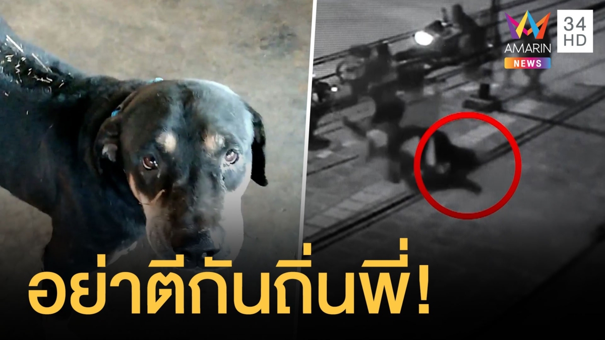 หมาหลังอานมีคุณธรรม ไล่กัดวัยรุ่นหมาหมู่รุมตีอริ