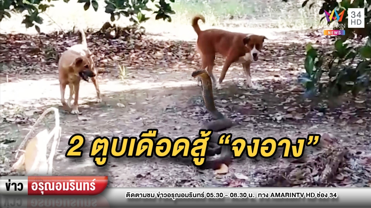 ระทึก! 2 หมาสู้ “งูจงอาง” สุดท้ายยอมถอยให้กู้ภัยจับแบบง่ายๆ