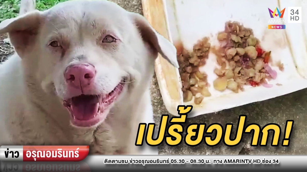 แปลกแต่จริง! หมากิน “มะยม” สุดเปรี้ยว กับกะปิ