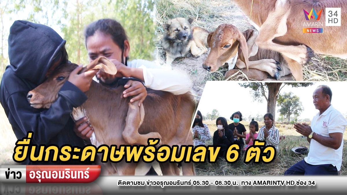 ตะลึง! ผีเข้าฝัน ฝากเลี้ยงลูกวัว 5 ขา 6 ตีน 5 เต้า