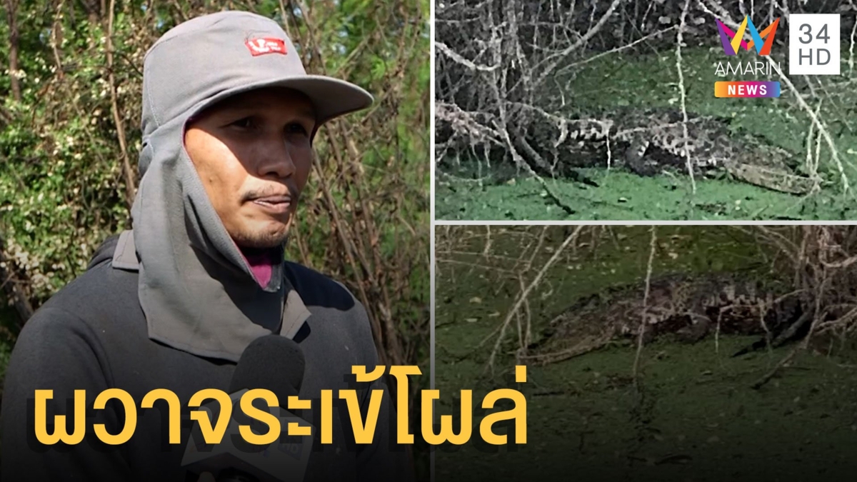 ผวาจระเข้ 1 เมตร นอนผึ่งแดดบนแผ่นโฟม