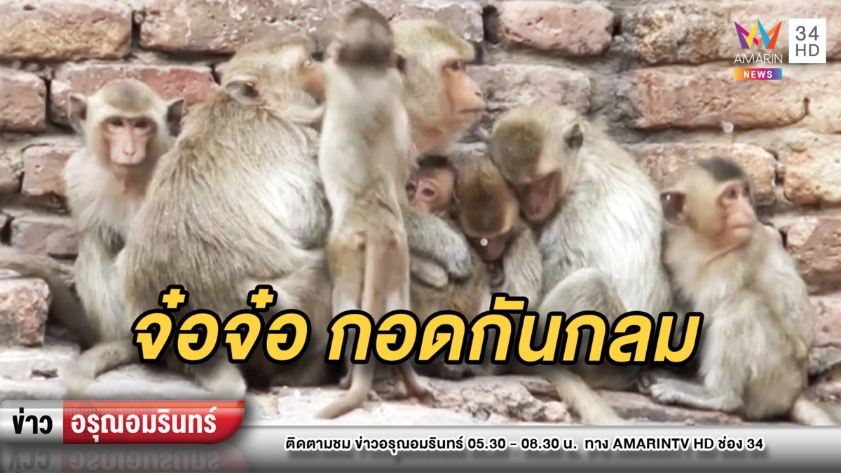 ลมหนาวมา เหล่าจ๋อลพบุรีหลบลมเย็น นั่งกอดกันกลม