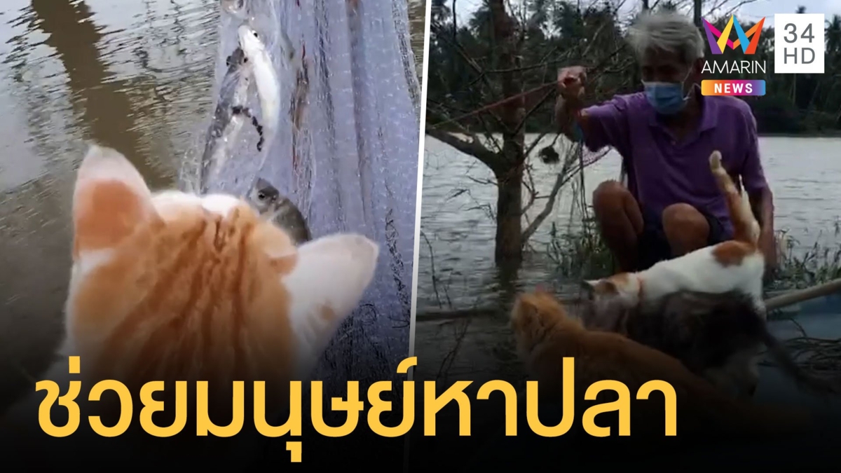 แมวประมงออกหาปลาพร้อมเจ้าของ สัมผัสปลาจากคลอง
