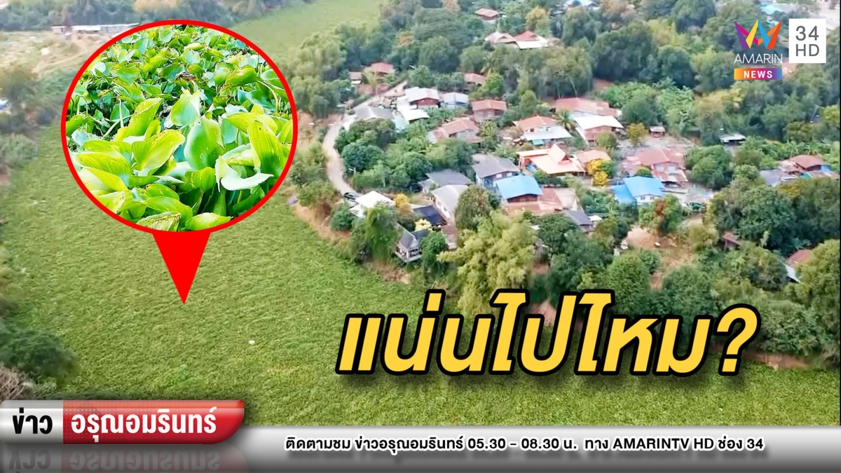 แน่น! ผักตบลอยเต็มลำน้ำป่าสักยาว 1 กม.-ชาวบ้านวอนช่วยจัดการ