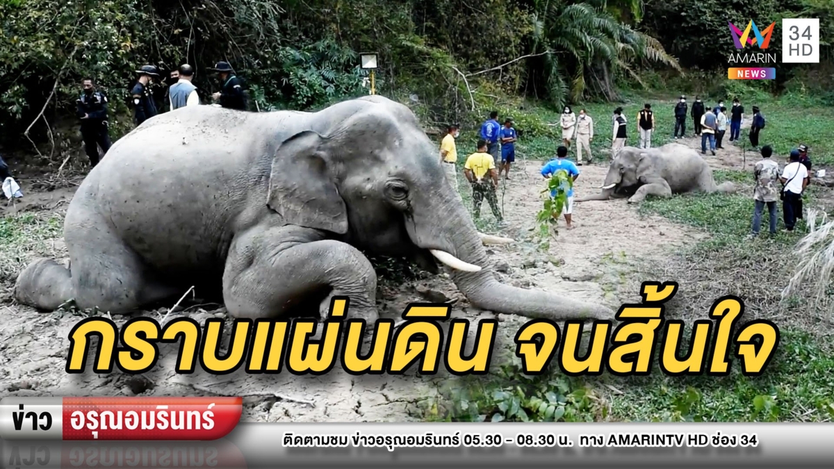ท่าแปลก! ช้างป่าล้ม “กราบแผ่นดิน” น้ำตาไหลพราก – จนท.ลุยพิสูจน์
