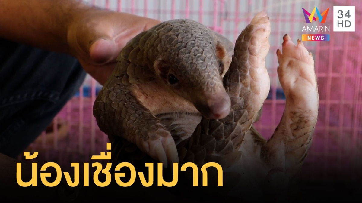 ตัวนิ่มสัตว์ป่าคุ้มครองมาอยู่บ้าน เล่นกับคนอย่างเชื่อง