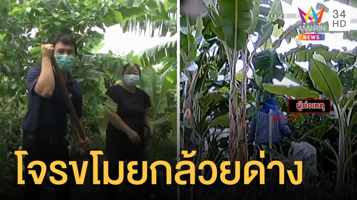 ไอ้โม่งขโมยกล้วยด่าง เจ้าของสวนไม่ทนขุดกล้วยหนี