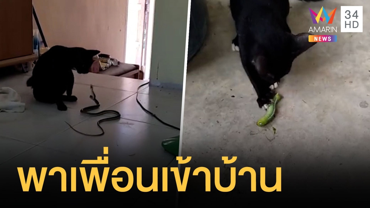 แมวคาบงูเข้าบ้าน แม่บอกแล้วไม่ใช่ของเล่น
