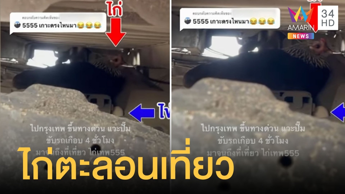 ไก่แจ้ติดรถอยากเที่ยวทะเล ฟักไข่คาใต้รถเลย