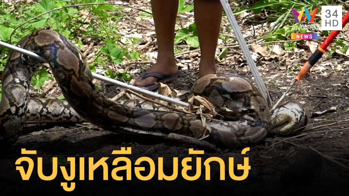 งูเหลือมยักษ์ยาว 5 เมตร เตรียมลอกคราบ