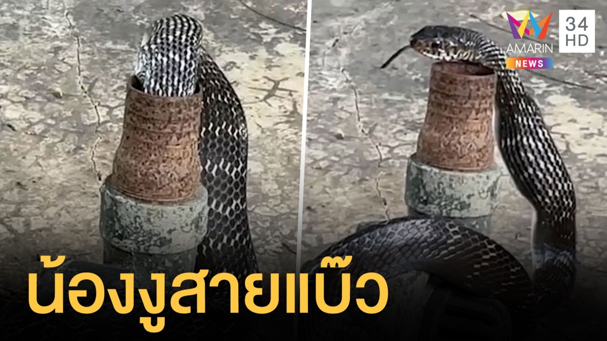 สาวถ่ายภาพงูตัวยาวเลื้อยมุดท่อ ทำไมหน้าแบ๊วจัง