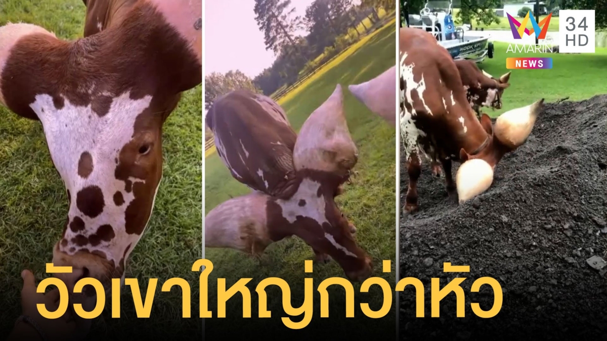 วัววาตูซี่ เขาใหญ่กว่าหัว ขี้อ้อนให้คนเกาคางให้