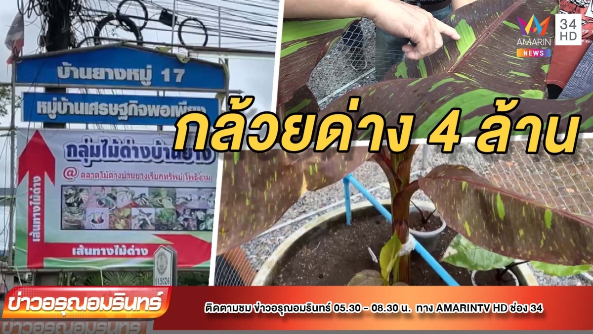 กล้วยด่างแดงอินโดต้นเดียว 4 ล้าน