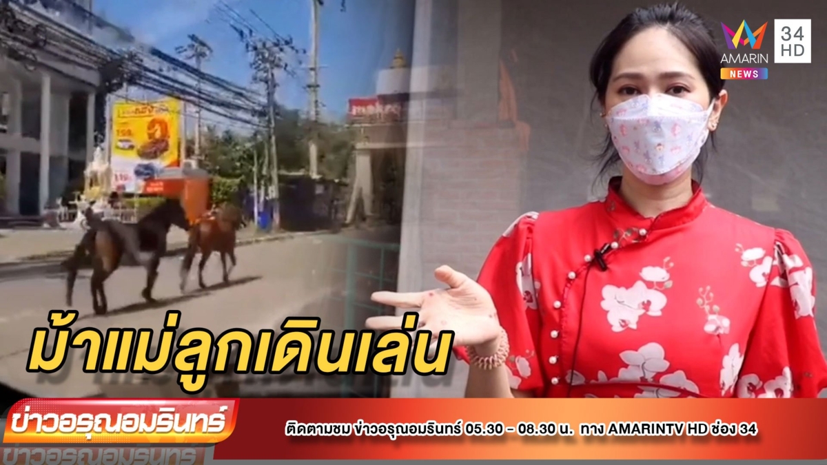ม้าแม่ลูก สุดชิลล์ เดินเล่นบนถนนไม่สนรถ รับคลายล็อก 1 ตุลาคม