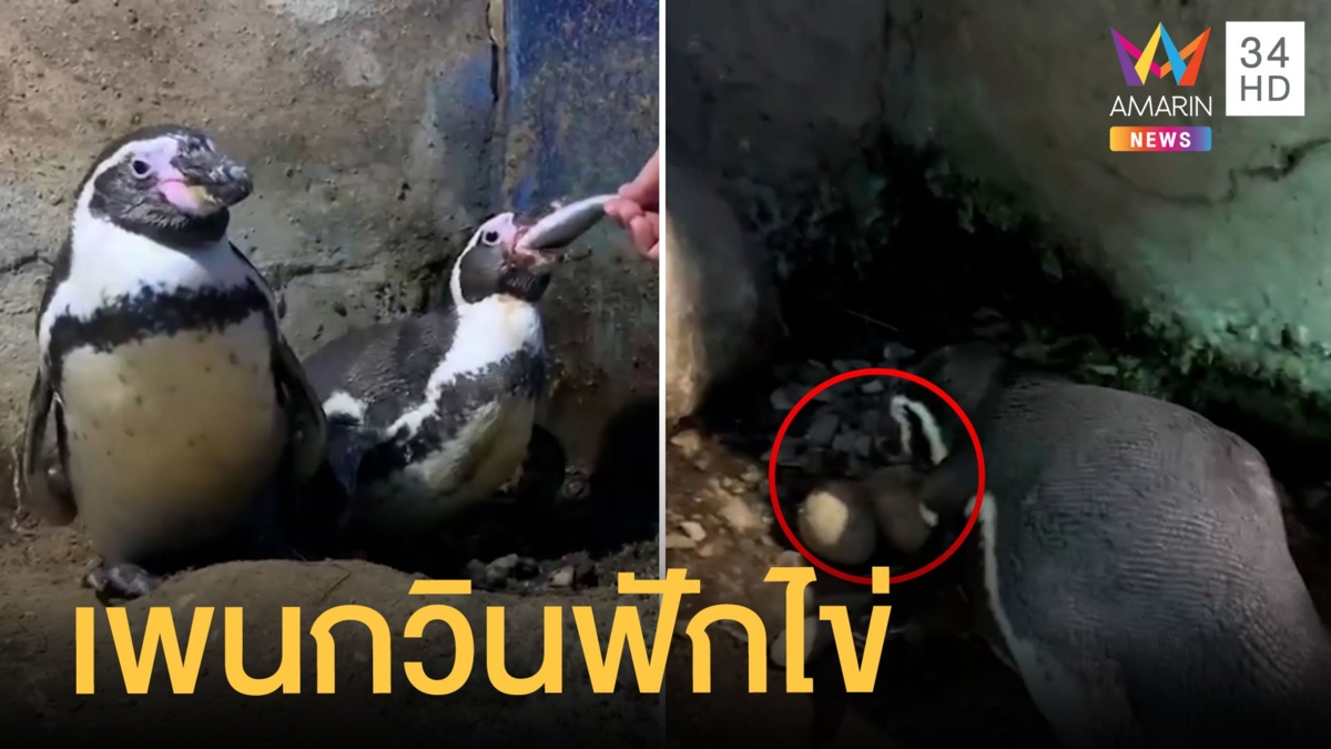 ไฟเซอร์ เพนกวินสวนสัตว์สงขลาฟักไข่