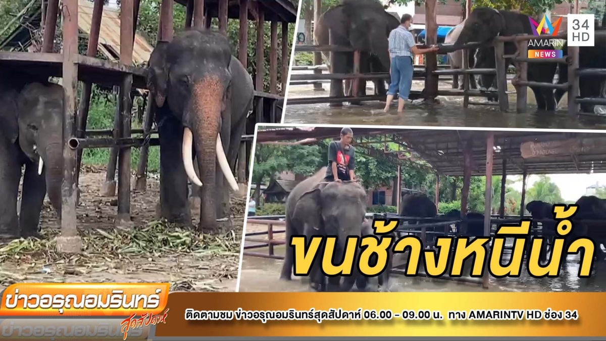 วังช้างฯ เร่งขนย้ายช้างแม่ลูก 7 คู่ หนีน้ำท่วม