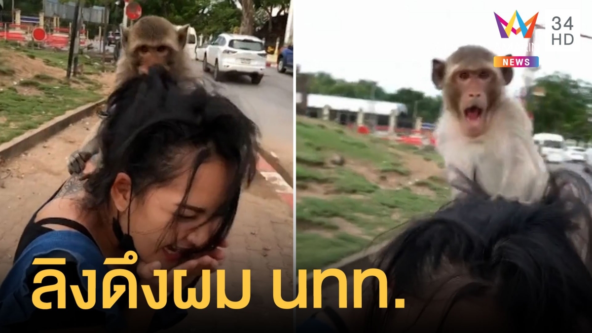 ลิงลพบุรีจอมซน ไล่ดึงผมนักท่องเที่ยว