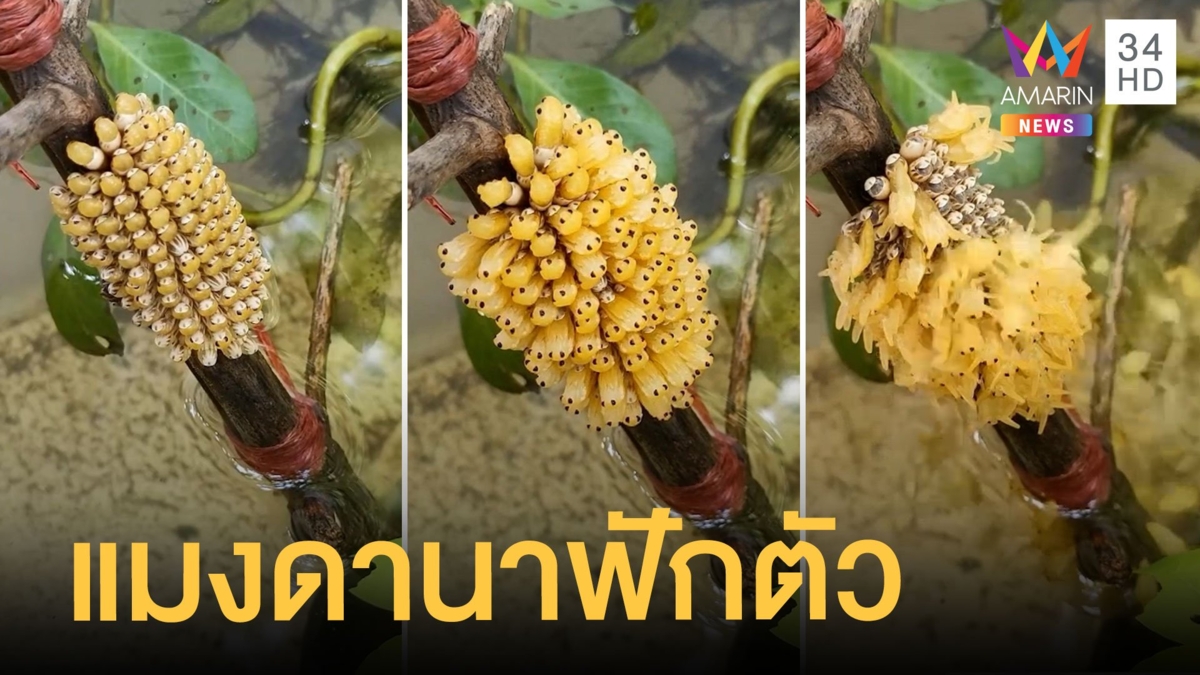 แมงดานาออกจากไข่ ดุ๊กดิ๊กก่อนลงน้ำ