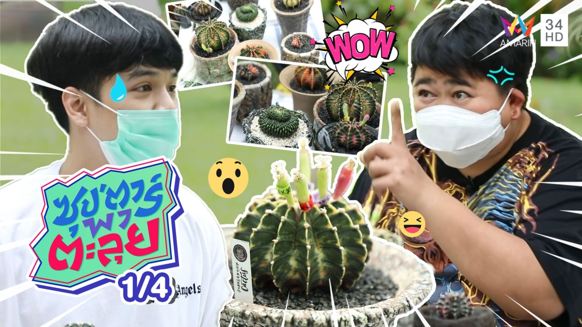 โก๊ะตี๋ อารามบอย ปลูกแคคตัส ทำรายได้สุดปังในช่วงโควิด-19
