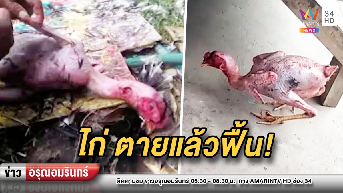 ผงะ! หยุดหายใจแล้วฟื้น ไก่ถูกถอนขนเกลี้ยง แต่ยังลุกเดินได้