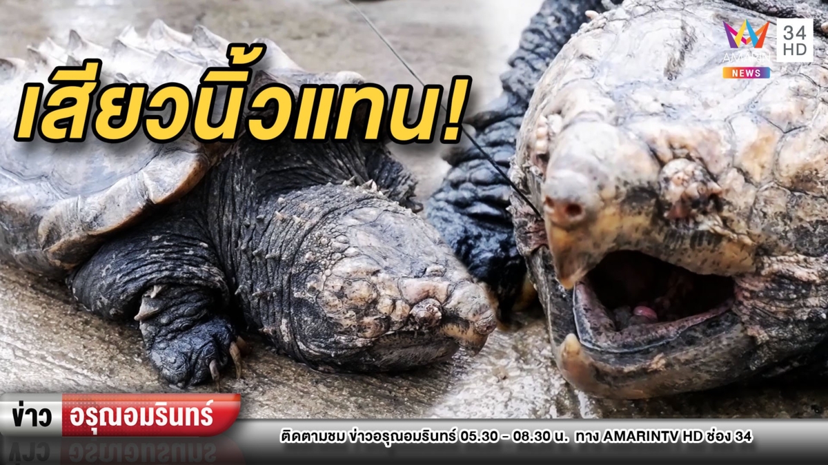 ช่วย “เต่าอัลลิเกเตอร์” กินเบ็ดติดคอ