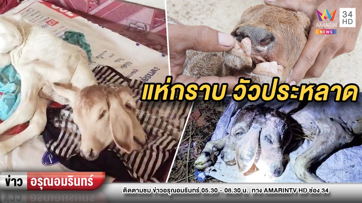 แห่กราบ “บัวขาว” ลูกวัวประหลาด 2 หัว 3 หู 4 ขา 2 เพศ ให้เลขเด็ด