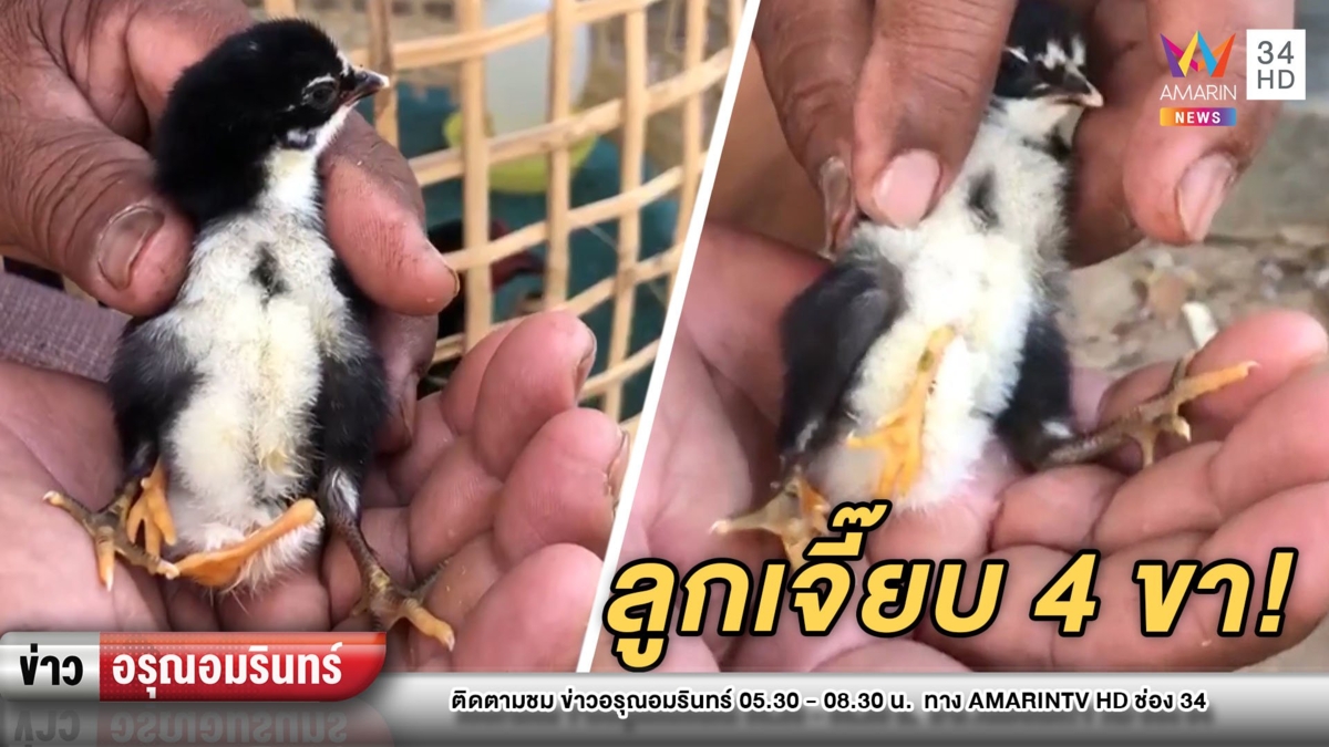 ฮือฮา! พบลูกเจี๊ยบ 4 ขา 16 นิ้ว แห่เสี่ยงโชค