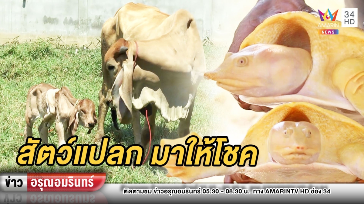 อึ้ง! “ไอ้ห้า” ลูกวัว 5 ขาวิ่งปร๋อ – “เสาร์ทอง” ตะพาบน้ำ เชื่อให้โชค