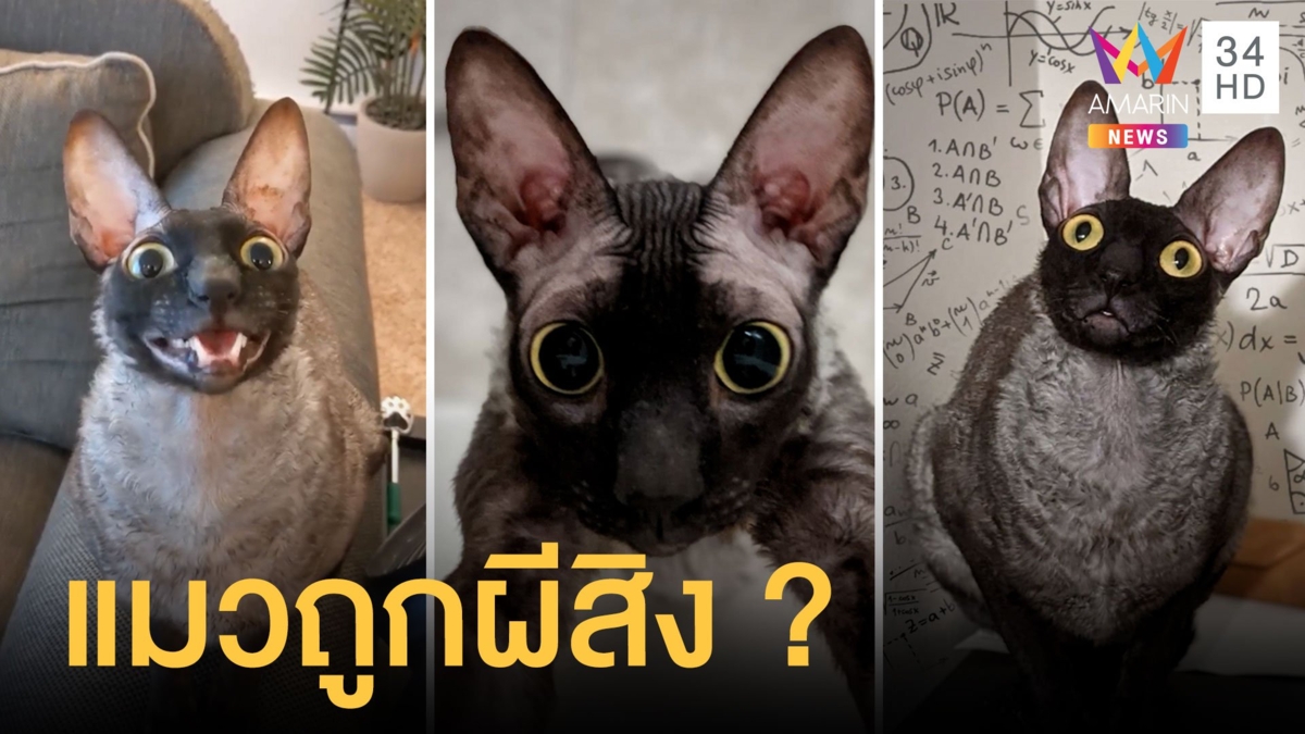 เจ้าของโพสต์รูปแมว แต่เจอหมอผีทักมาบอกแมวถูกผีสิงให้ไล่ด่วน