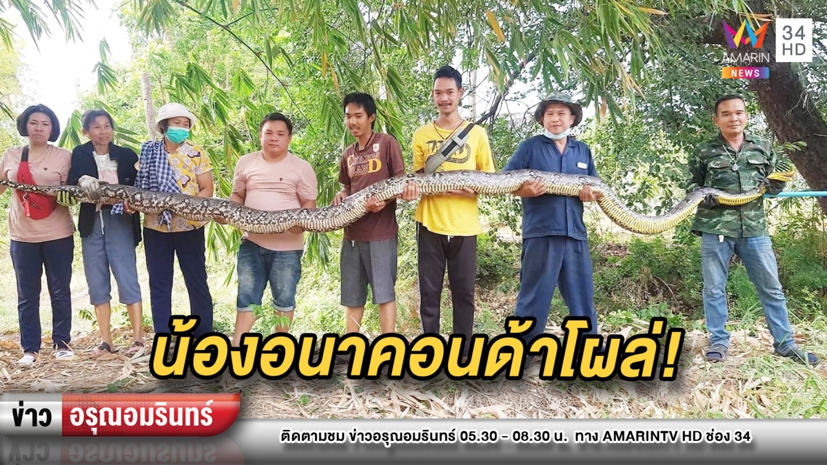 ผงะ! เหลือมยักษ์คล้ายอนาคอนด้าโผล่ป่าหญ้า ชาวบ้านรุมจับวุ่น