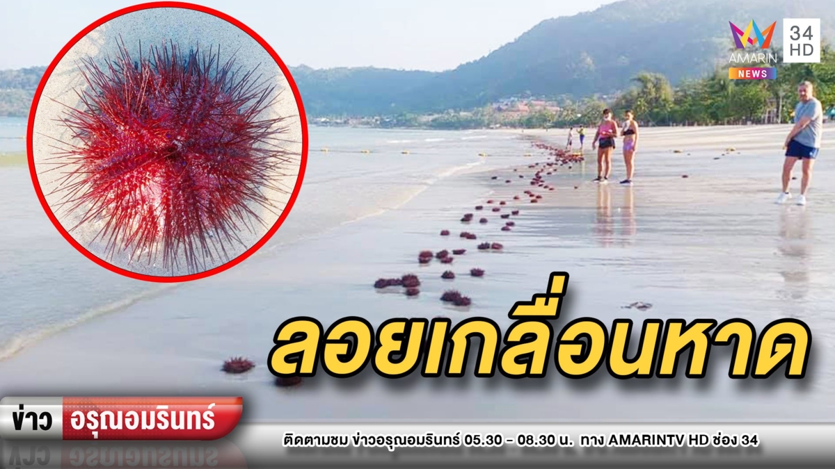 เม่นทะเลแดงนับร้อยโผล่หาดป่าตอง – จนท.เร่งตรวจหาสาเหตุ