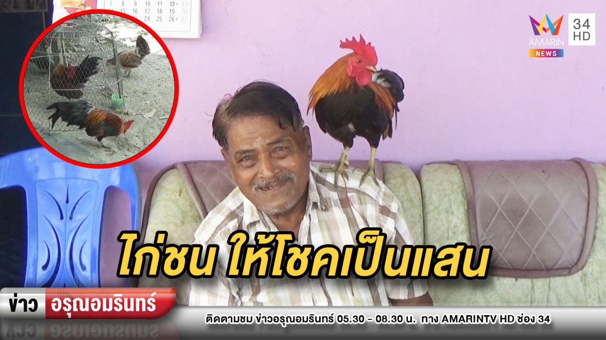 “เจ้าโชคดี” ไก่ชนแสนรู้ 1 ปีให้โชคเข้าของกว่า 2 แสนแล้ว