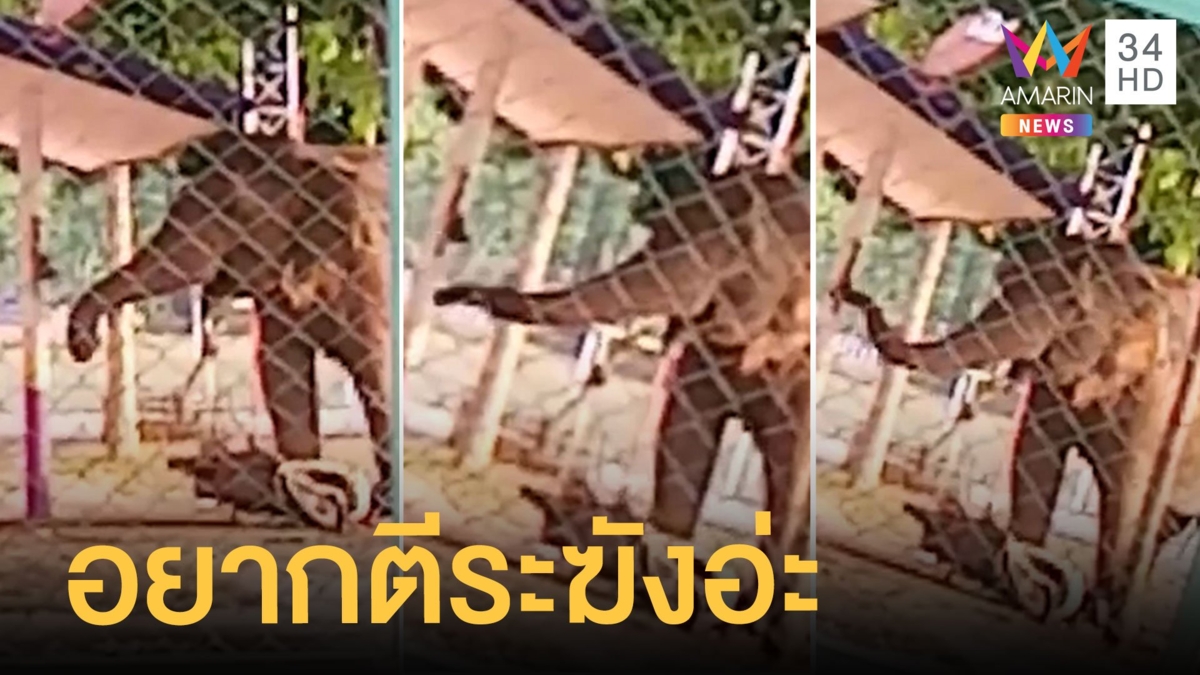 ช้างป่าสีดอแก้ว ช้างดุเขาอ่างฤาไนบุกโรงเรียน เพื่อไปตีระฆัง