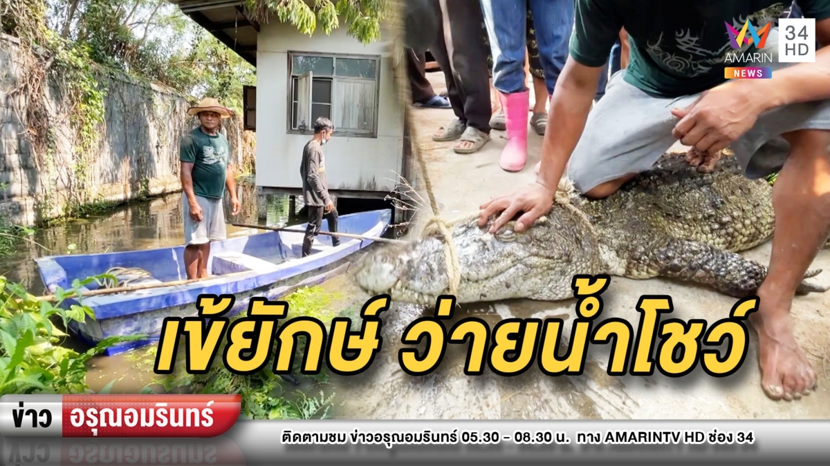 ตัวยักษ์! จับจระเข้ยาวเกือบ 3 เมตร โผล่ว่ายน้ำกลางชุมชนบางปู