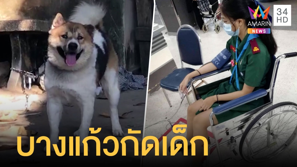 แม่ร้องลูกสาวถูกหมาบางแก้วเพื่อนบ้านรุมกัด เจ้าของบอกเตือนแล้ว