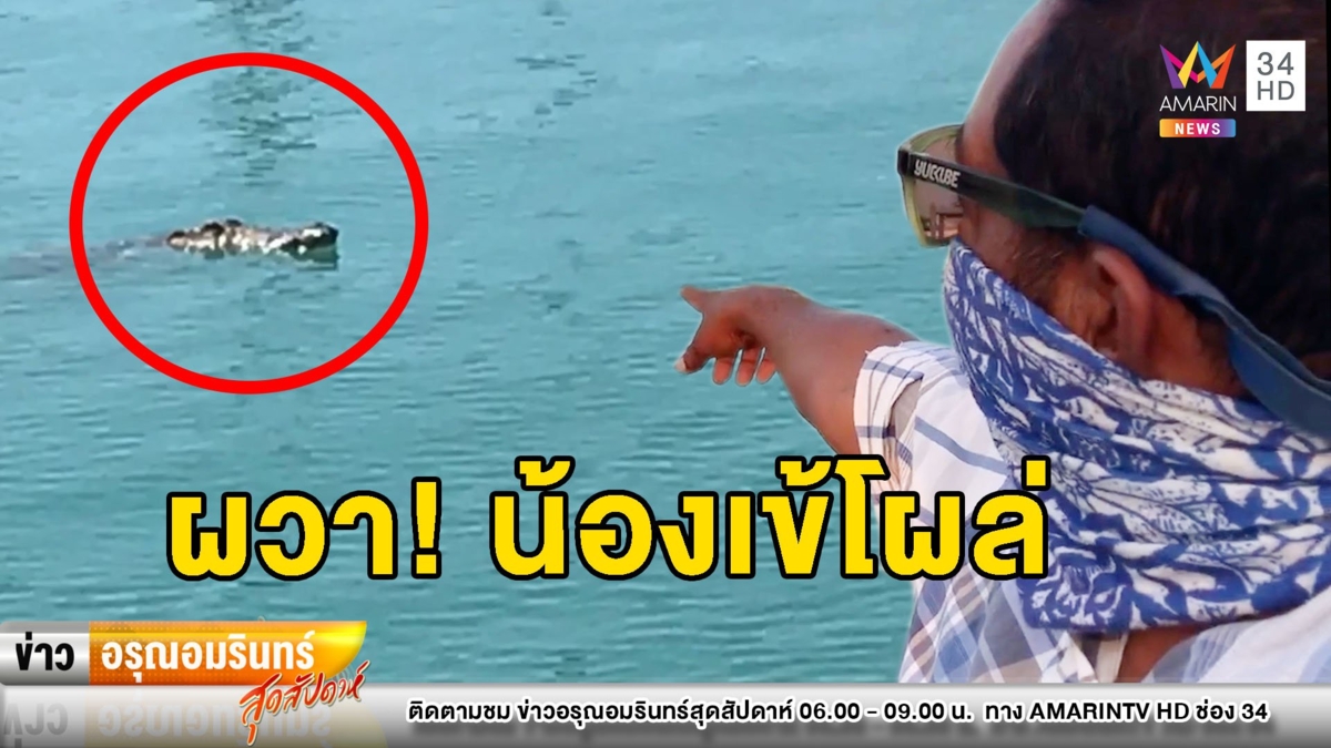 ผวา! “จระเข้” โผล่ลอยตัวข้างท่าเทียบเรือยอร์ช วอน จนท.ตรวจสอบ
