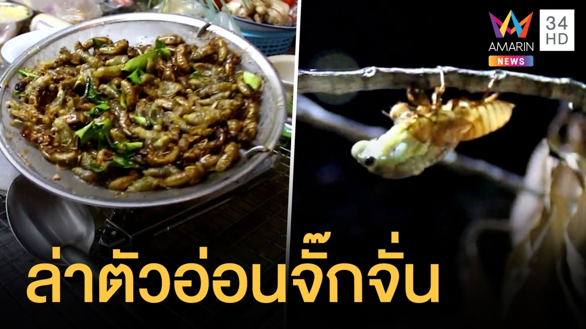 ชาวบ้านจับตัวอ่อนจั๊กจั่นราคาดี กิโลละหลายร้อย